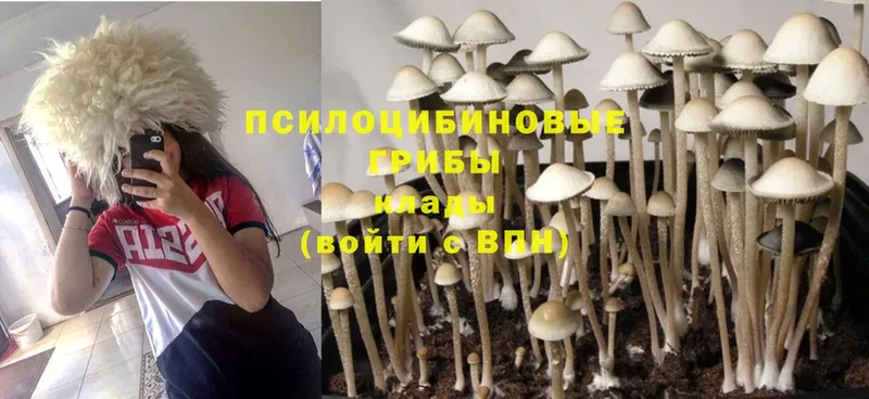 Псилоцибиновые грибы GOLDEN TEACHER  Правдинск 